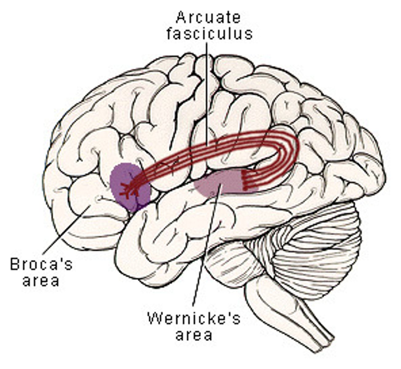 <p>(D) Arcuate Fasciculus</p><p>The Arcuate Fasciculus is the connection between Wernicke's Area and Broca's Area, so damaging the Arcuate Fasciculus will affect how the two areas interact.</p>