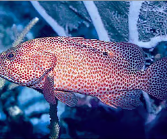 <p><span><span>fish?</span></span></p>