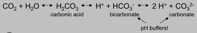 CO2 + H2O <→ H2CO3 (carbonic acid) <→ H+ + HCO3- (bicarbonate) <→ 2 H+ + CO3(2-) (carbonate)

bicarbonate and carbonate are pH buffers