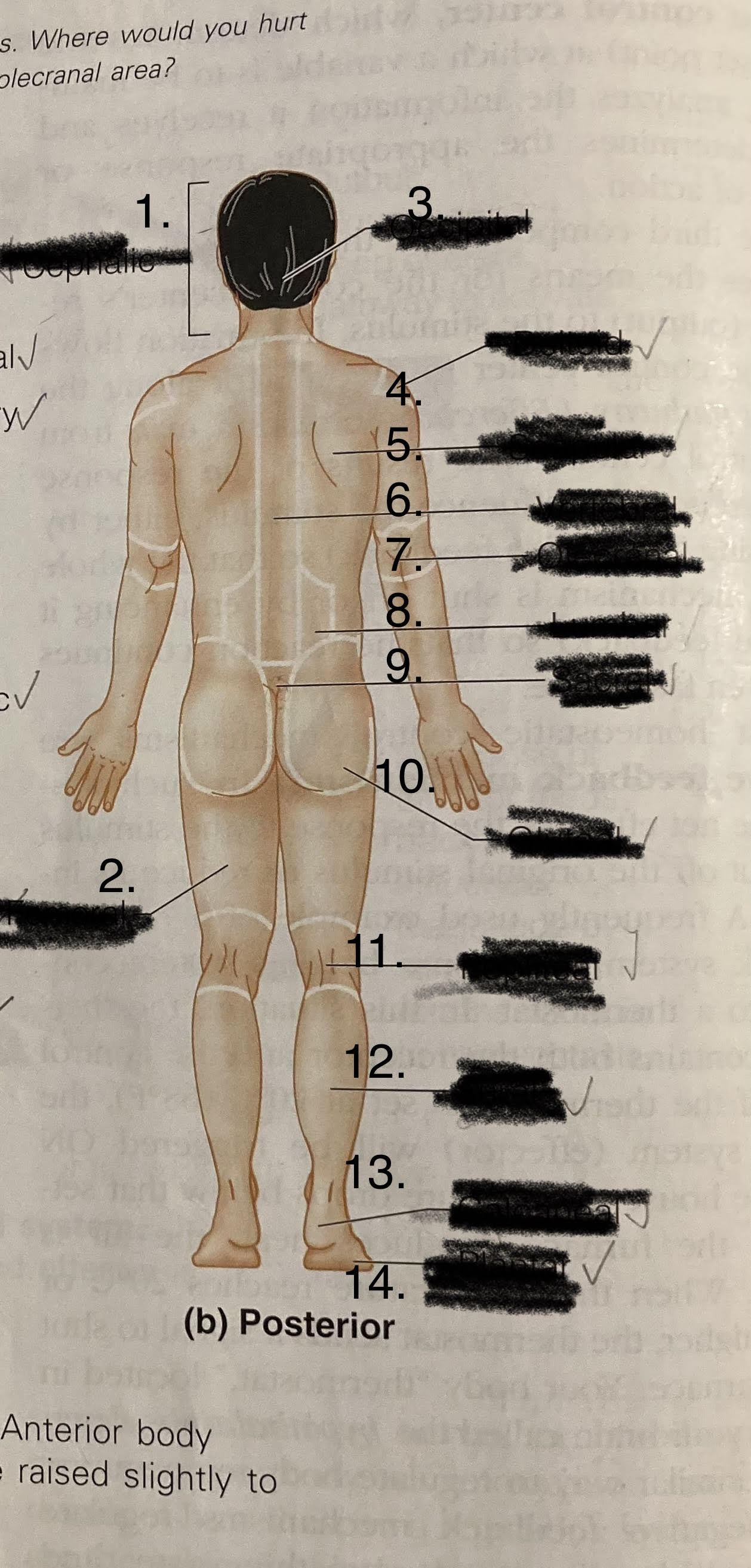 popliteal