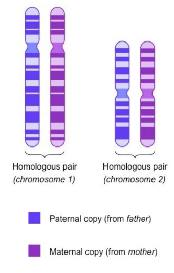 *  Homologous chromosomes are chromosomes that share: 
  *  The same structural features (e.g. same size, same banding patterns, same centromere positions) 
  *  The same genes at the same loci positions (while the genes are the same, alleles may be different) 
  * Homologous chromosomes must be separated in gametes (via meiosis) prior to reproduction, in order to prevent chromosome numbers continually doubling with each generation

IE (homo - same, logus - location)