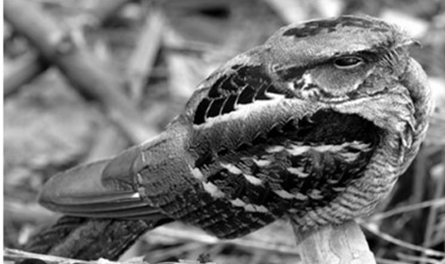 <p>Orden caprimulgiformes</p>
