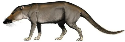 <p>Pakicetidae </p>