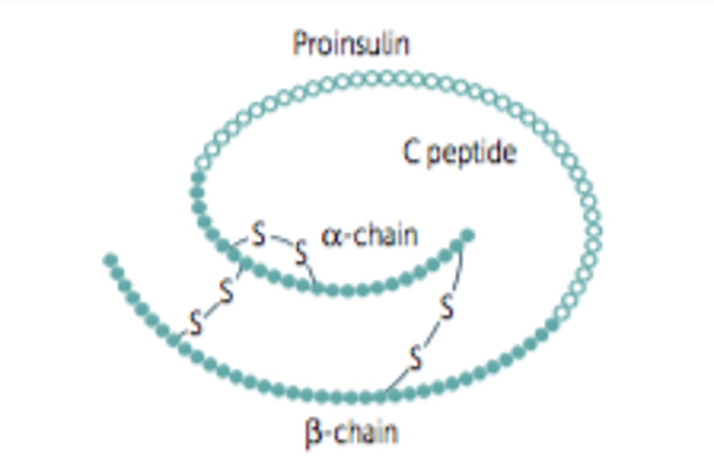 <p>three disulfide bonds fold the proinsulin molecule and link the A and B regions</p>
