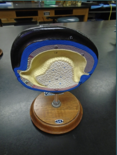 <p>explain the state of the blastula in terms of the neurulation/organogensis process (according to this model)</p>