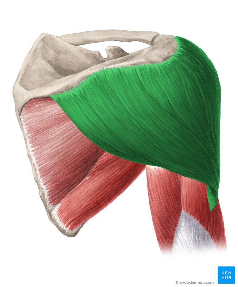 <p>Name muscle and its function</p>