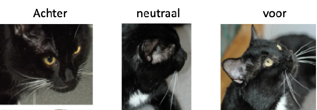 <p>○ Faciaal</p><p>■ Snor-kaken</p><p>■ Oor basisi - oor topje</p><p>■ Boven ogen</p><p></p><p>○ Carpaal</p><p>■ Plantair carpus</p><p></p><p>○ Kunnen actief beïnvloed</p><p>■ Terug plooien bij begroeting</p><p>● Kan negatief signaal zijn</p><p>■ Naar voren plooien</p><p>● Bij veiligheid is positief signaal</p><p>■ Waarneming luchtstromingen</p>