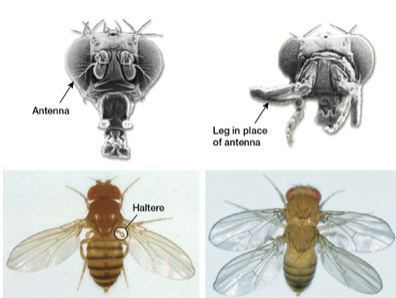 <ul><li><p>Very small genetic changes can result in enormous morphological differences</p></li><li><p>Makes morphological diversification much more likely to occur</p></li></ul>