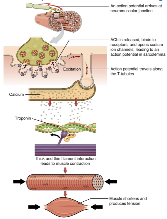 <ul><li><p><span style="font-family: Calibri">From nerve ACh release --&gt; causes Na to enter and Depolarizes muscle cell membrane --&gt; Action potential --&gt; Na channels open on muscle fibers &amp; transverse tubules --&gt; SR releases Ca into cytoplasm --&gt;</span></p></li><li><p><span style="font-family: Calibri">Calcium has 3 major roles</span></p><ul><li><p><span style="font-family: Calibri">Releases troponin inhibition</span></p></li><li><p><span style="font-family: Calibri">ATP hydrolysis – using fuel</span></p></li><li><p><span style="font-family: Calibri">Phosphokinase activation – refueling</span></p></li></ul></li></ul>