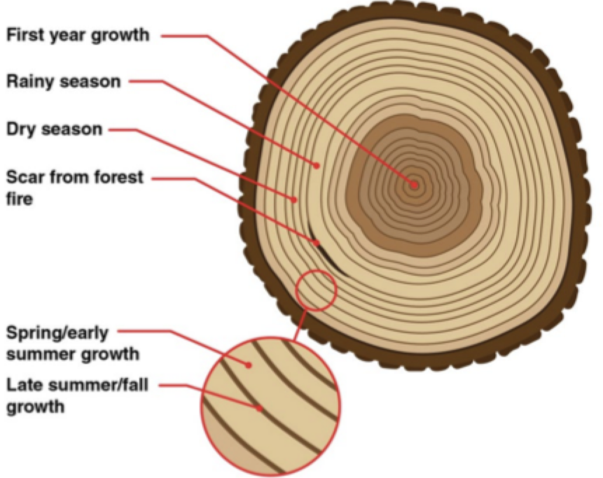 <p>Show tree growth</p><p>- Inter-annual variation = year-to-year</p><p>- Intra-annual = seasonal variations</p><p></p><p><strong>- 1 ring</strong> = early wood + late wood</p><p>Early wood = fast growth, large vessels, light wood (summer)</p><p>Late wood = slow growth, small vessels, dark & dense wood (winter)</p>