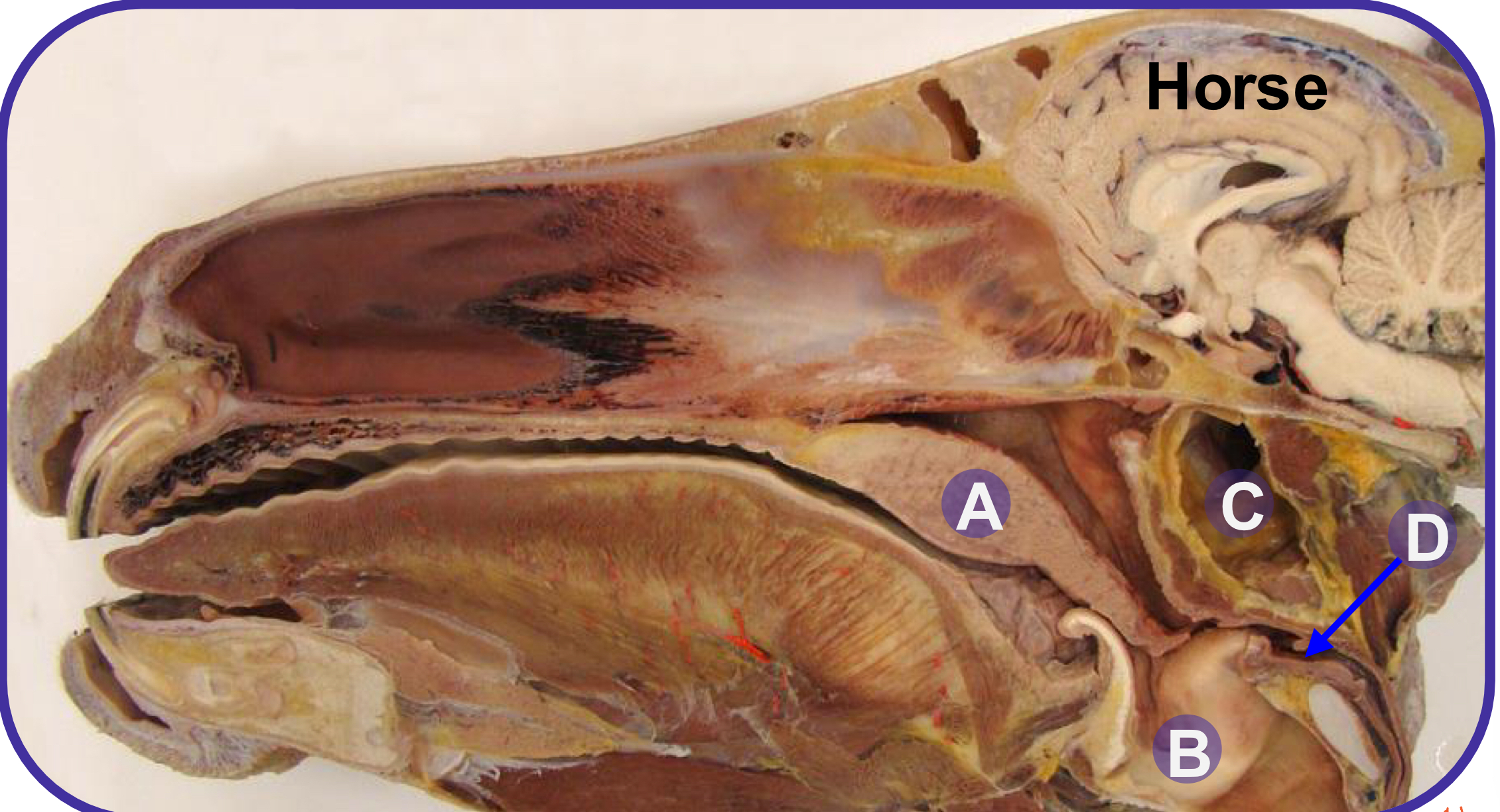 <p>what structure is B?</p>