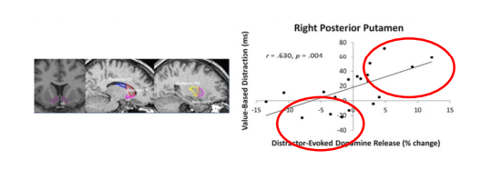 * positive values on the y axis indicates that the participants were slow for the trials with the distractors that had acquired incentive salience
  * negative means they were slower for the trials with no distractors, looks more like no attentional capture
* larger numbers on x axis means more DOP release when high value distractors are present
  * negative numbers means that there was more DOP when there were no distractors
* so: the more DOP increased when there were distractors, the more you showed the value based distraction
* for some people it looks like there is more DA release on distractor absent relative to distractor present, you can split the correlation into 2 groups
  * high bias group: showed more DOP release for distractors and more attentional capture, or RT slowing, in the present of distractors
  * low bias group: showed no evidence for attentional capture, DA release was lower on distractor present scans
* this split suggests a dissociation between groups:
  * strong value driven attentional capture is associated with significantly elevated levels of DOP, whereas ability to ignore previously reward associated stimuli is associated with less DOP release in these same regions
* DOP release was NOT correlated with individual reaction time differences so the results are not differences in processing speedf