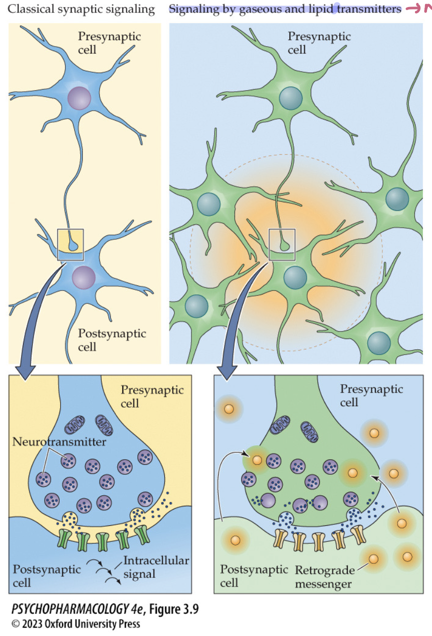 <ul><li><p>not stored in vesicles</p></li><li><p>synthesized on demand by postsynaptic cell after receptor activation by a classical NT</p></li><li><p>act as <strong>retrograde messengers </strong>on the presynaptic cell + also diffuse to other neurons&nbsp;</p></li></ul><p></p>