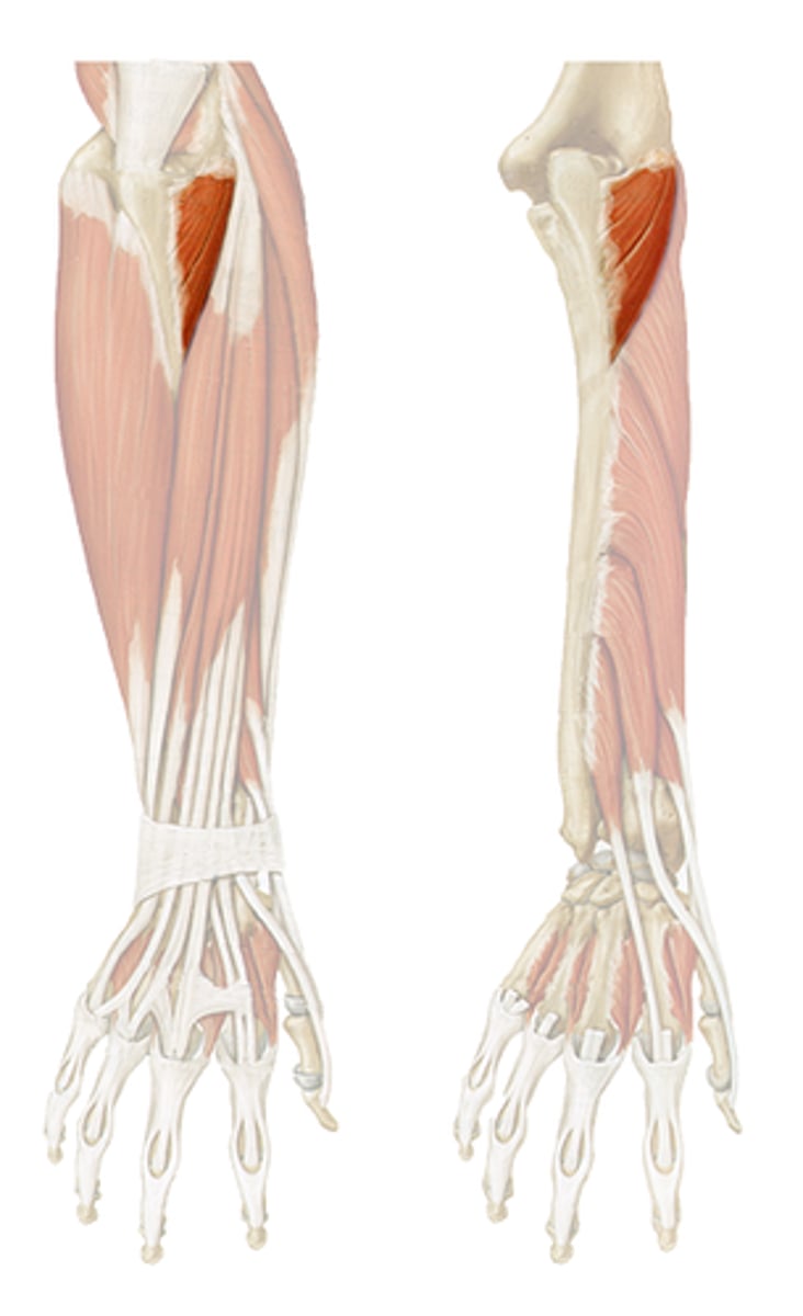<p>Origin: Lateral epicondyle</p><p>Insertion: Olecranon of ulna</p><p>Action: Extend elbow</p><p>Innervation: Radial Nerve</p>