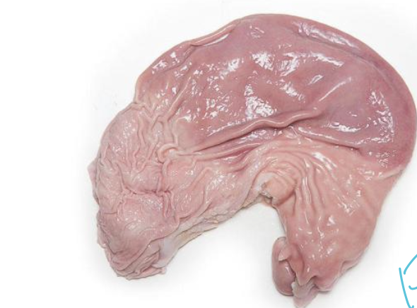   	 		 		 	 	 		

The stomach adds acidic fluid and digestive enzymes (esp pepsin) 

\
 	 
