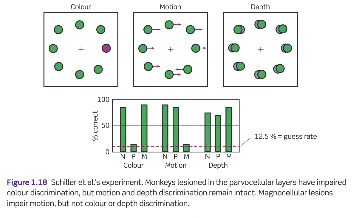 <ul><li><p><u><span>Schiller et al. (1990)</span></u><span>- trained animals to fixate on a central point then move their eyes to the 'odd one out'</span></p></li><li><p><span>Small lesions in either the M or P division</span></p></li></ul>