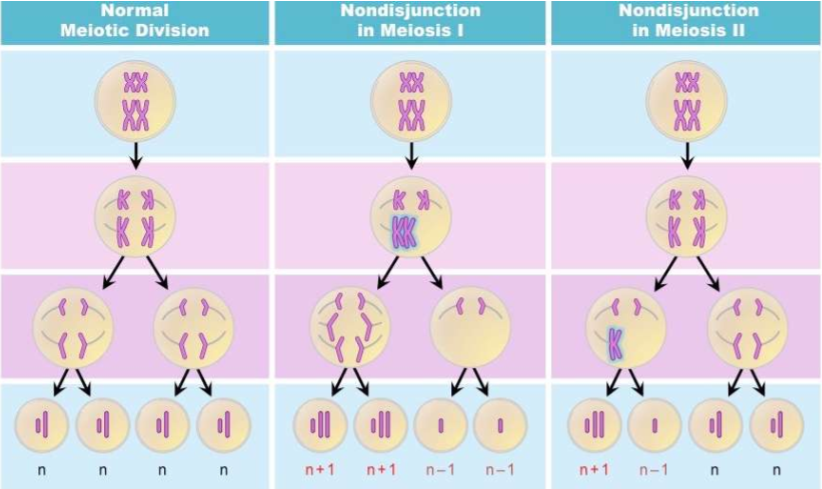 the failure of chromosomes/chromatids to correctly separate during cell division; in meiosis, leads to formation of gametes with irregular number of chromosomes (and zygotes with irregular chromosome numbers)