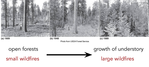 Open forests \= small wildfires. Growth of understory \= large wildfires.

