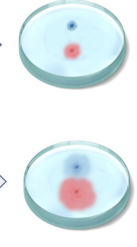 <p>Which dye has the higher molecular weight?</p>