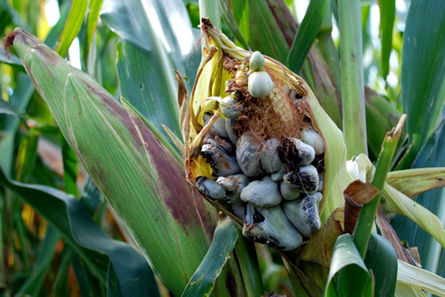 <p>corn smut/Ustilago maydis</p>