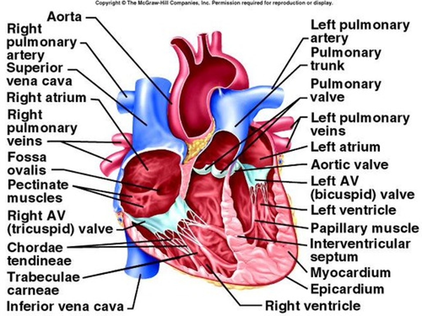 <p>Heart, arteries, veins, and capillaries.</p>