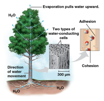 <p>Adhesion</p>