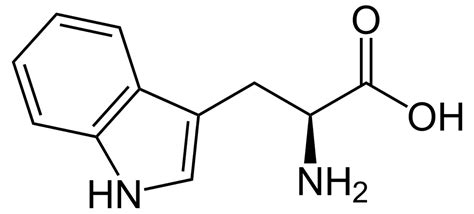 <ul><li><p>Indole (two fused rings)</p></li><li><p>Largest amino acid</p></li><li><p><strong>Strongest UV absorber</strong></p></li></ul><p></p>