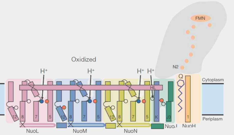 <ul><li><p>in Complex I of ETC</p></li><li><p>4 <strong>separate</strong> <strong>gated</strong> proton channels for 4H<sup>+ </sup>moving against concentration gradient</p></li><li><p><strong>separate</strong> from electron transfer</p></li><li><p>channels have residues with regulated pKa</p><ul><li><p>Ka = acid dissociation constant (affinity for protons)</p></li><li><p>pKa = -log<sub>10</sub> Ka</p></li><li><p>lysine residues in Complex I bind and release protons in response to CoQ <strong>reduction</strong></p></li><li><p>gate = 2 Lys connected to <u>half-channels</u> in membrane</p></li></ul></li><li><p><strong>transverse helix (t-helix) </strong>couples changes at CoQ site to conformational changes in pKa of Lys</p><ul><li><p>sliding left: CoQ oxidized, H<sup>+</sup> <strong>caught</strong> → right: CoQ reduced, H<sup>+ </sup><strong>dropped</strong> → repeat</p></li><li><p>PUMP motion</p></li></ul></li><li><p>300x a second!!</p></li></ul><p></p>