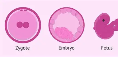 <p>1st cell of a new organism&nbsp;</p>