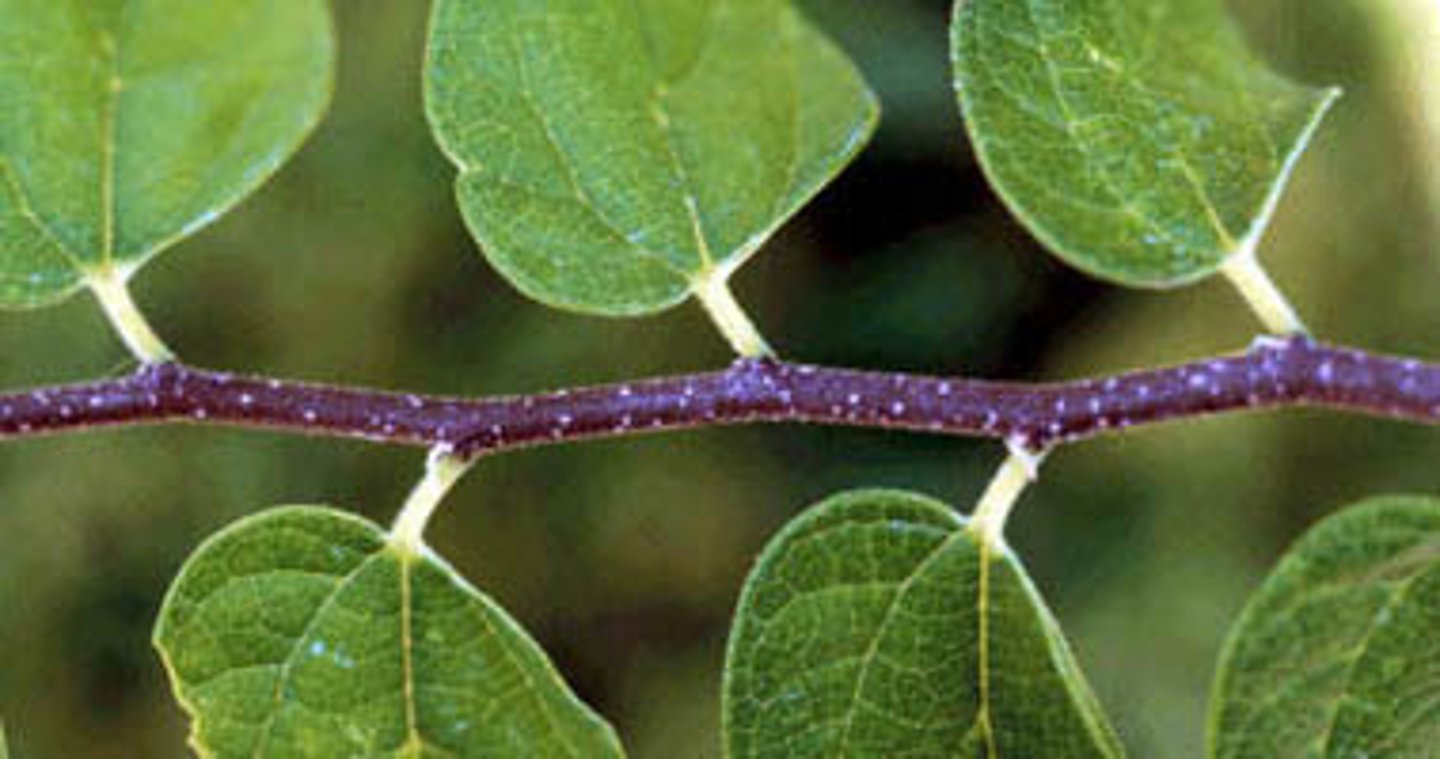 <p>sự xen kẽ, luân phiên</p>