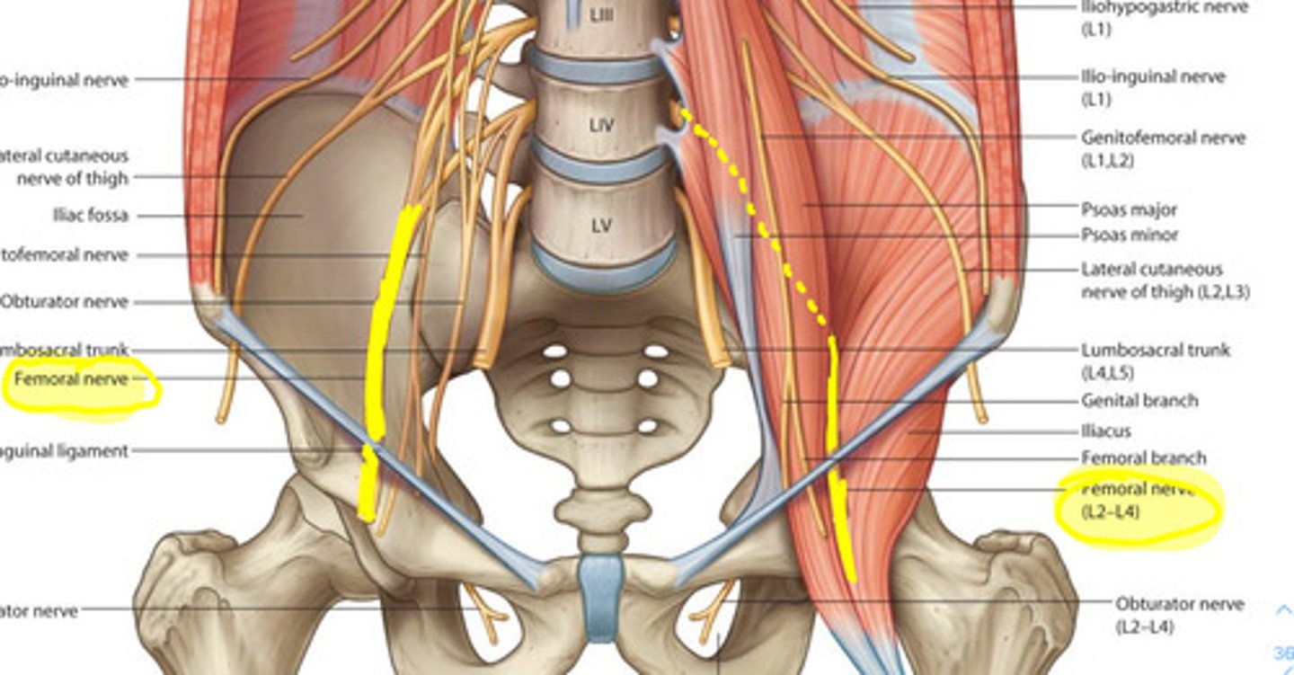 <p>Lateral to the psoas major muscle</p>