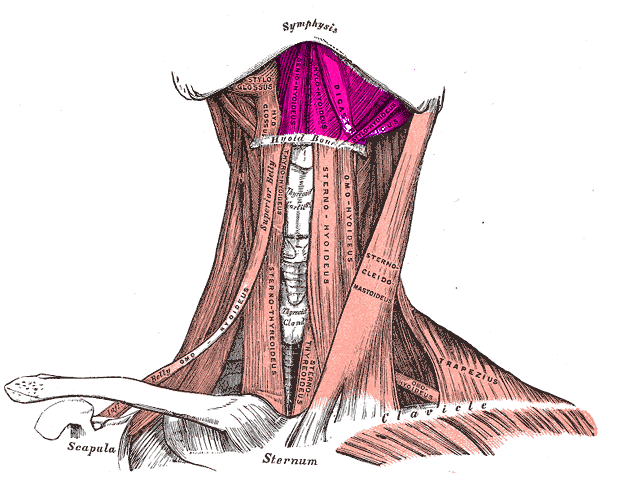 neck muscles 