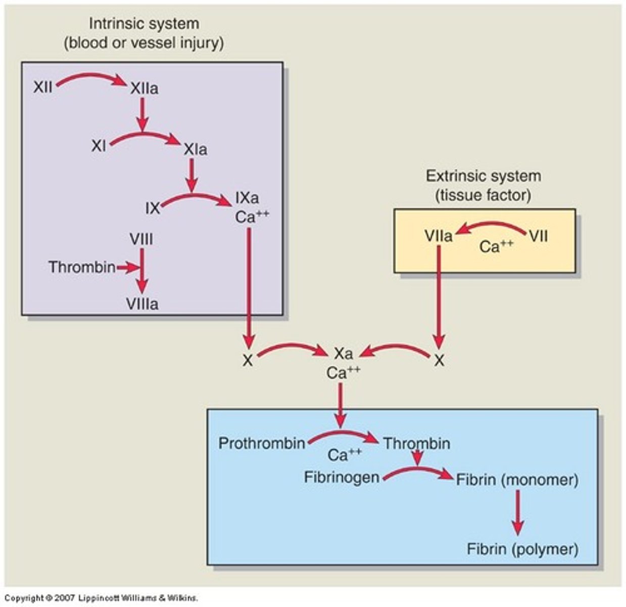 <p>Activated by internal injury; clotting factors are present within the blood and are activated by exposed collagen fibers</p>