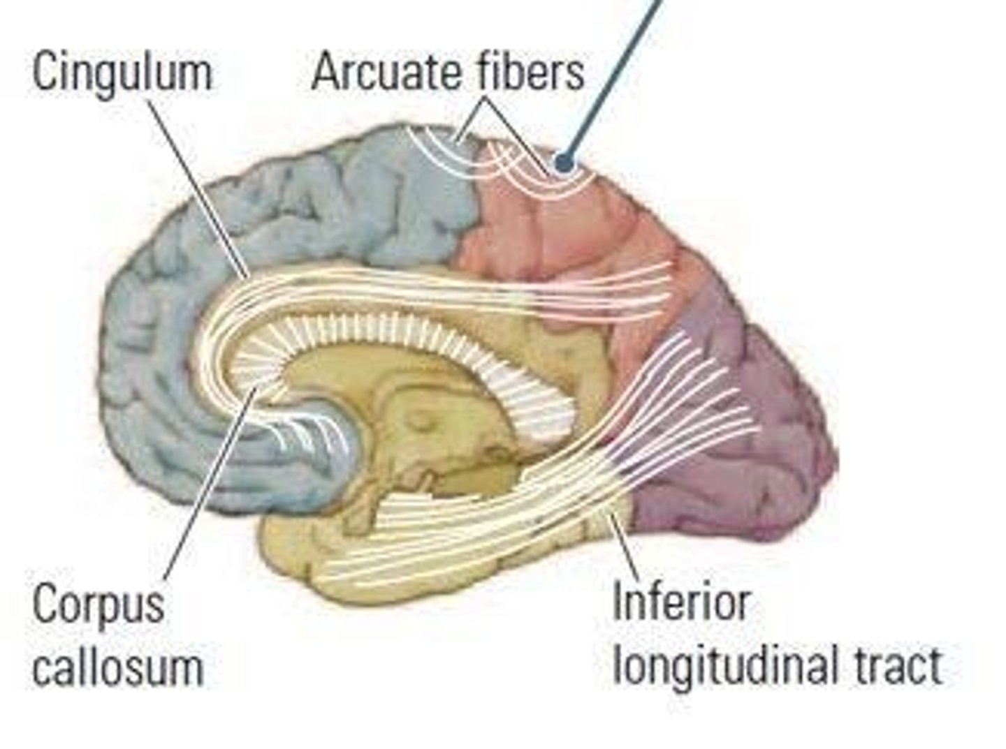 <p>To act as a communication pathway between the two hemispheres of the brain.</p>