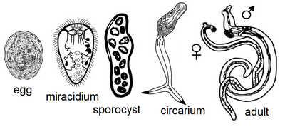 <p>Larval stages of <strong>digenea (trematodes)</strong> - egg and redia</p>