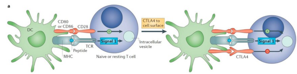 <p>Normale T-celactivatie:</p><p>Wanneer een antigeen wordt herkend door een T-cel, begint een proces van T-celactivatie. Tcellen drukken een oppervlakte-eiwit uit genaamd CD28, dat bindt aan het CD80-molecuul</p><p>op antigeenpresenterende cellen (APC's). Deze binding geeft een signaal dat de T-cel</p><p>activeert.</p><p>• CTLA-4-remming van T-celactivatie</p><p>CTLA-4 is een molecule dat structureel vergelijkbaar is met CD28 en bindt ook aan b7 (CD80/86) op APC's. Echter, in tegenstelling tot CD28, heeft CTLA-4 een remmende functie. Wanneer CTLA4 bindt aan B7, remt het de signaaloverdracht die nodig is voor volledige T-celactivatie.</p><p>• Remming van T-celproliferatie en activatie</p><p>De binding van CTLA-4 aan B7 leidt tot remming van T-celproliferatie en activatie. Dit Dremmende signaal helpt de immuunrespons te onderdrukken om overmatige immuun activiteit en mogelijke aanvallen op gezond weefsel te voorkomen.</p><p></p>