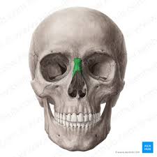 <p>name the bone</p>