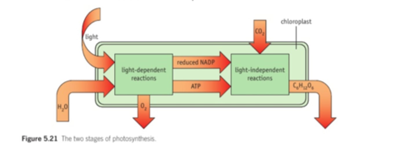 <p>Overall equation:</p><p>6H2O + 6CO2 --> C6H12O6 + 6O2</p>