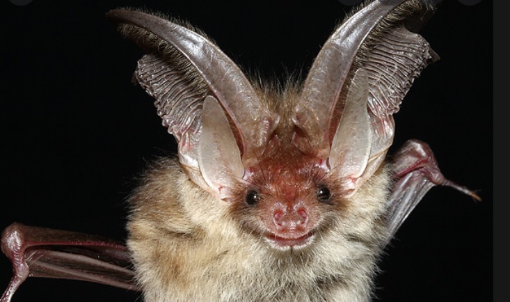 <p>zařaď živočicha do systému</p><p>Třída - řád - čeleď - druh čeština (latina)</p>