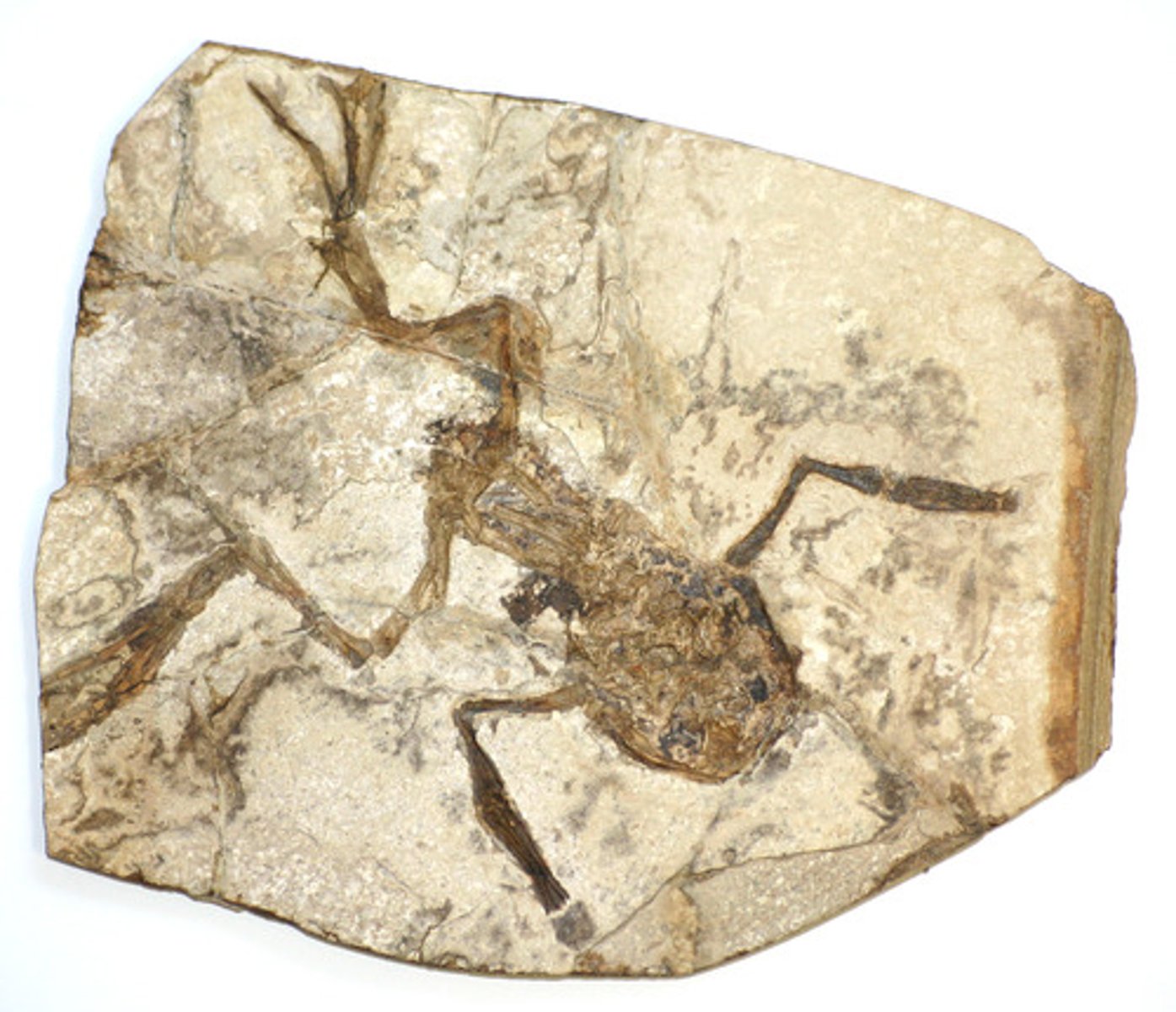 <p>Hóa thạch (Remains, fossilized)</p>