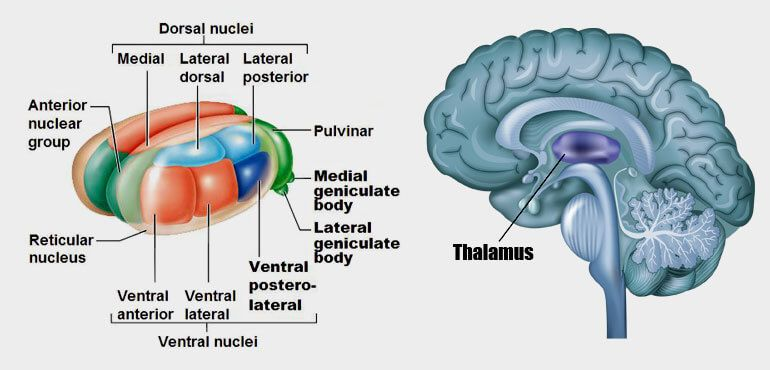 <p>ontvangen signalen van sensorische receptoren, dragen deze over aan gepaste gebieden van sensorische cortex<br>→ ontvangen ook feedback signalen van sensorische cortex</p><ul><li><p><strong>lateral geniculate nuclei</strong>: visueel systeem</p></li><li><p><strong>medial geniculate nuclei</strong>: auditorisch systeem</p></li><li><p><strong>ventral posterior nuclei</strong>: somatosensorisch systeem</p></li></ul><p></p>