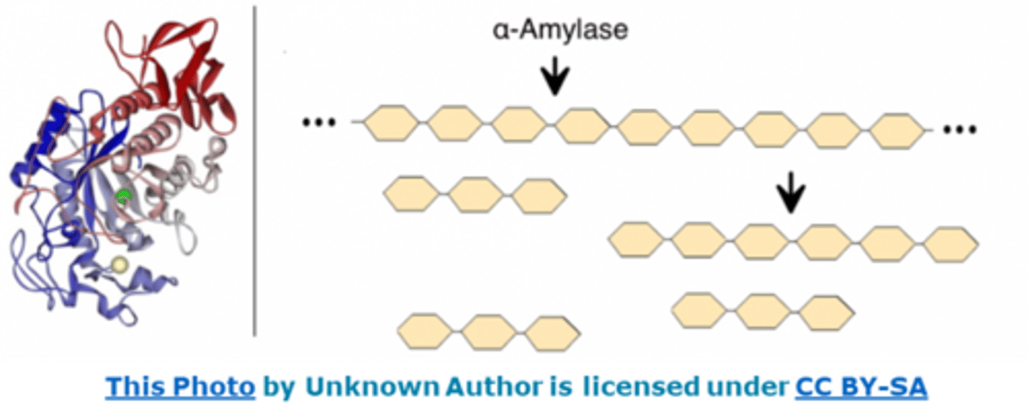 <p>Amylase, lipase, and proteases (such as trypsin and chymotrypsin).</p>