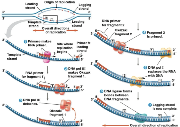 <p>replicates away from the replication fork </p><ul><li><p>okazaki fragments that are held together by DNA ligase </p></li></ul><p></p>