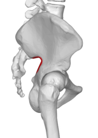 <p>posterior, inferior to posterior inferior iliac spine</p>