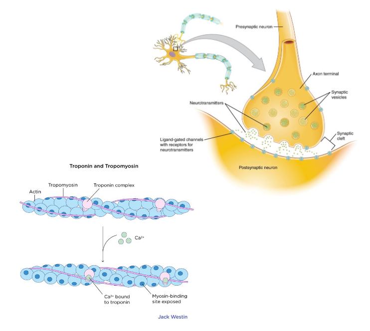 <p>Muscle contraction (including heart)</p><p><span style="color: red;"><strong>Nerve Impulse transmission</strong></span></p><p>Blood Clotting</p><p>Enzyme function and second-messenger systems</p><p><span style="color: red;"><strong>Bone Mineralization</strong></span></p>