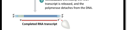 <p>Eventually the RNA transcript is released and the polymerase detaches from the DNA</p>
