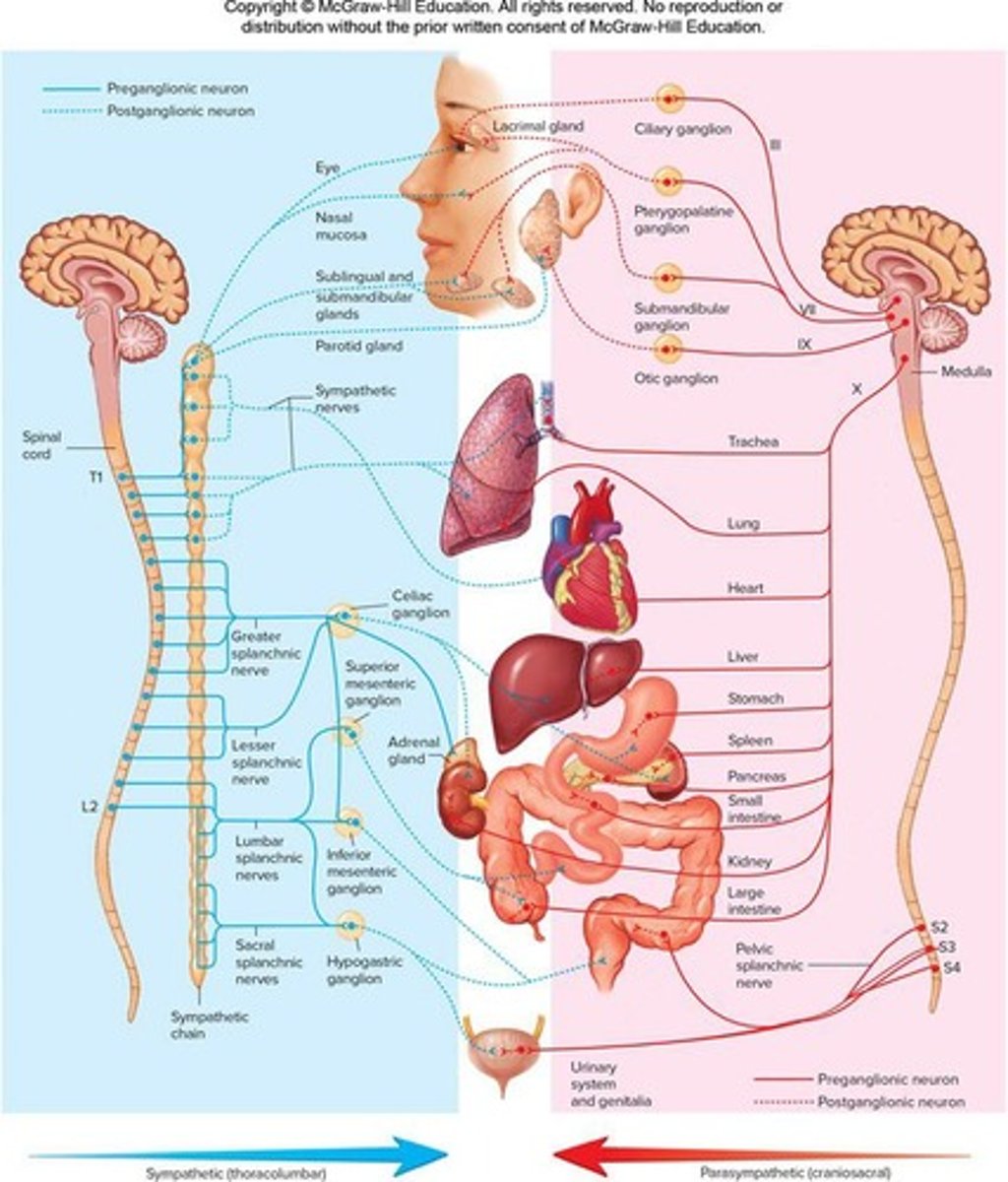 <p>Located near the organ innervated or embedded in the wall of the organ.</p>