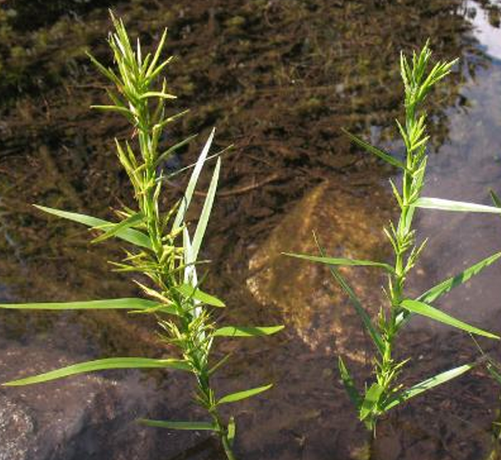 <p>Three-way sedge</p>