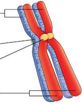 <p><span>Chromosome anatomy</span></p>