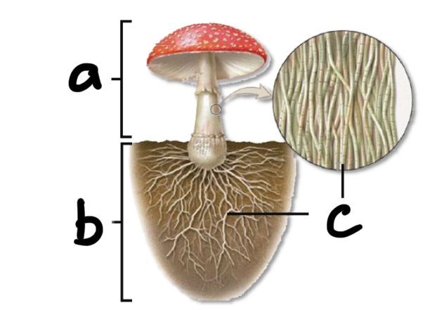 <p>Label a, b, and c</p>